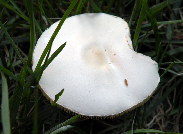 Forse Amanita?
